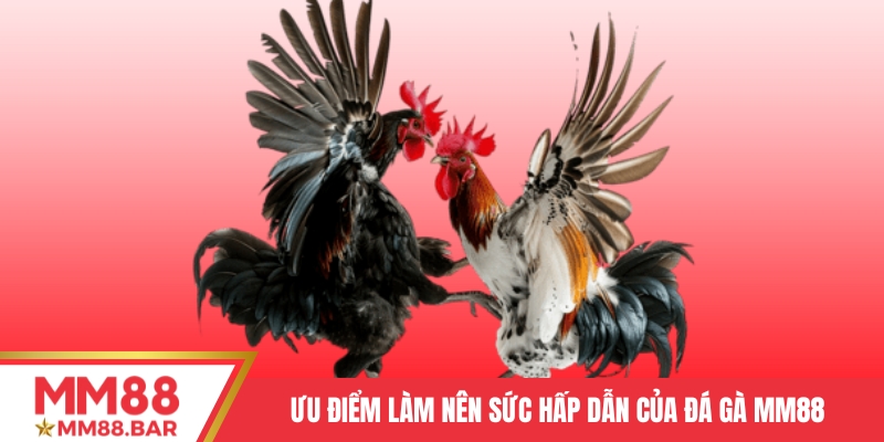 Ưu điểm làm nên sức hấp dẫn của Đá gà MM88